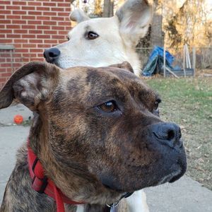 Meet your Posher, Penny